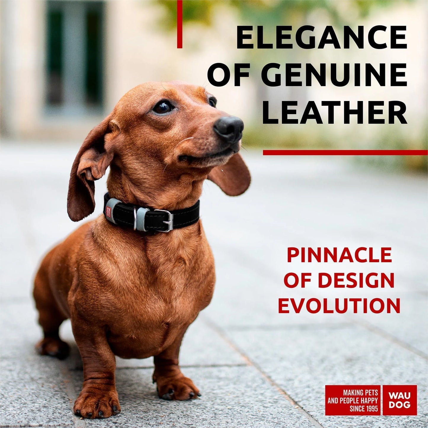 Black Long Lasting Leather Dog Collar for Xsmall Dogs 811 Inch Neck X 0.5 Inch